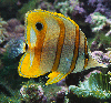 Babel Fish